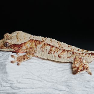 레드 트라이 익스트림할리퀸