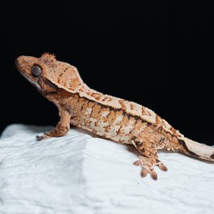 Tri Extreme Harlequin