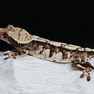 트라이 익스트림할리퀸