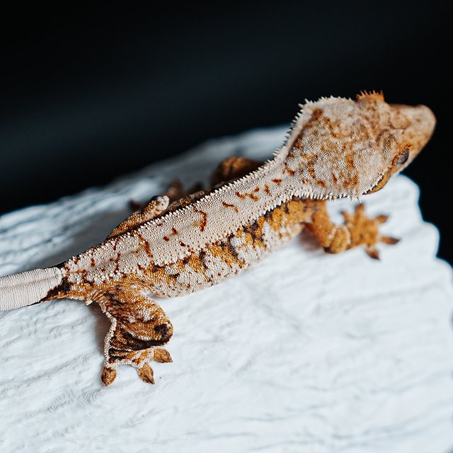 트라이 익스트림할리퀸