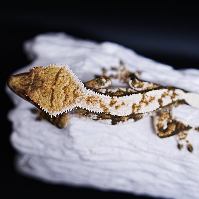 Extreme Harlequin Tri