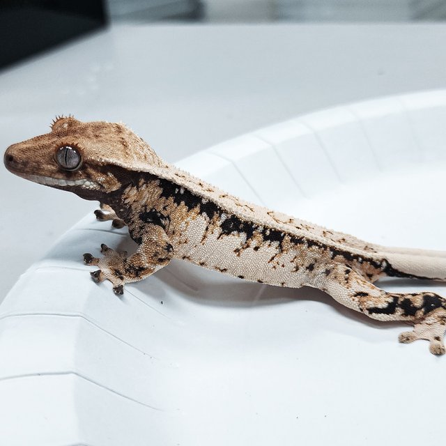 Tri Extreme Harlequin