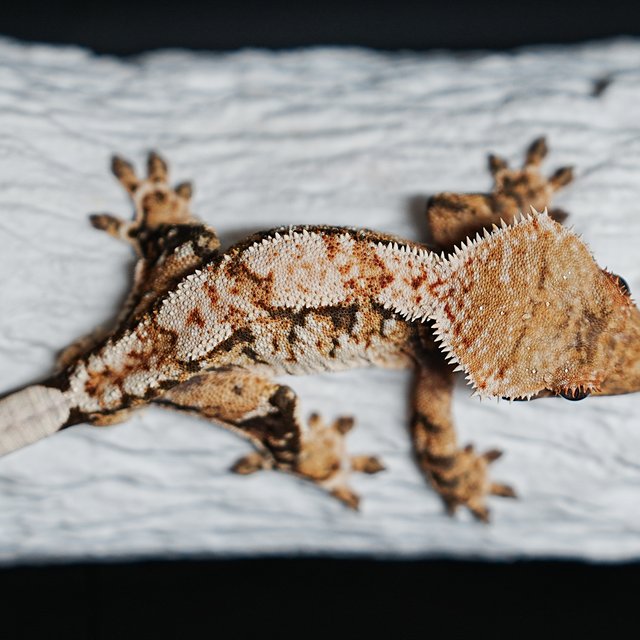 트라이 익스트림할리퀸