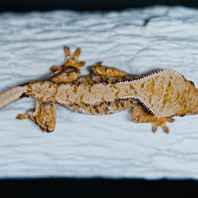 트라이 익스트림할리퀸