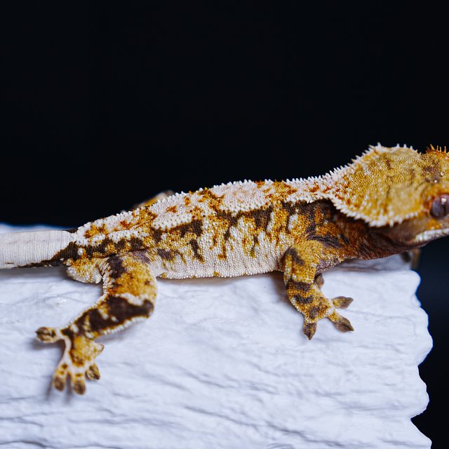 Tri Extreme Harlequin