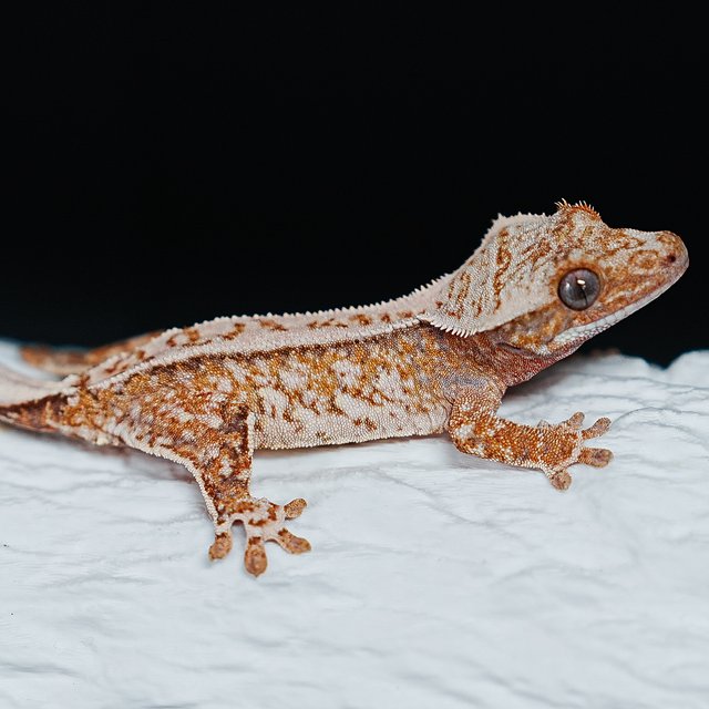 Tri Extreme Harlequin