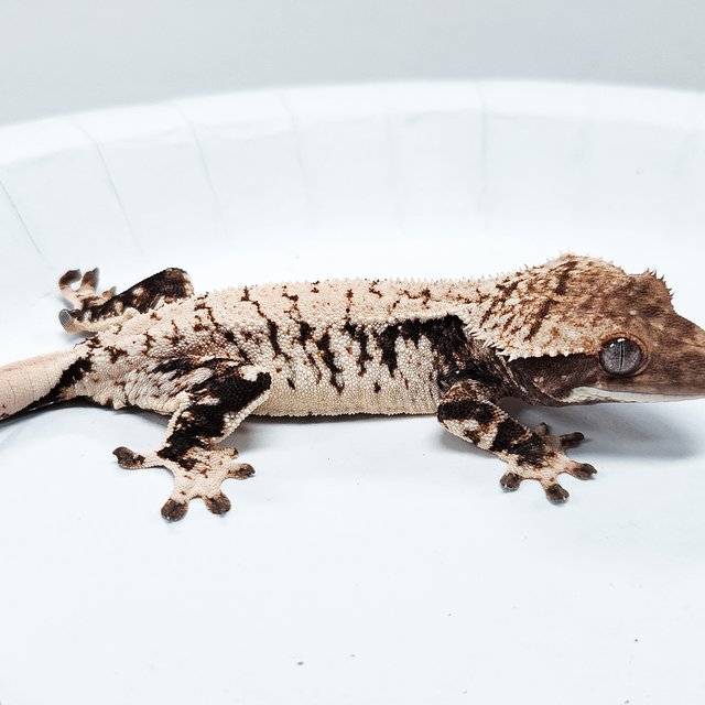 Tri Extreme Harlequin