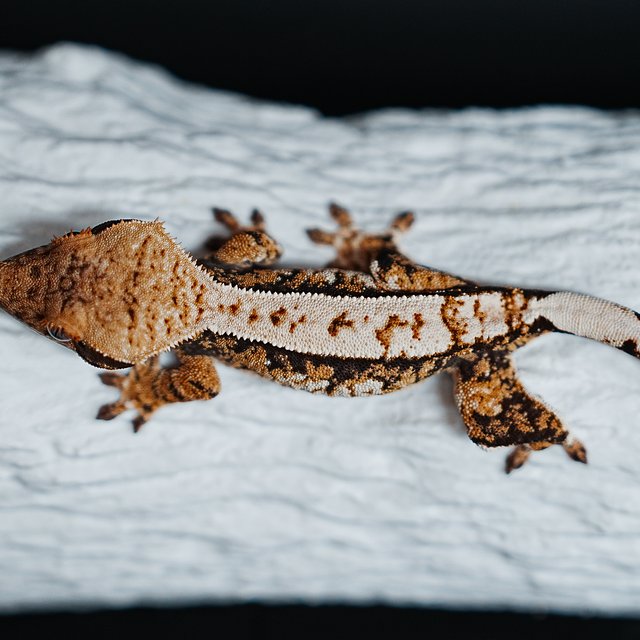 트라이 익스트림할리퀸