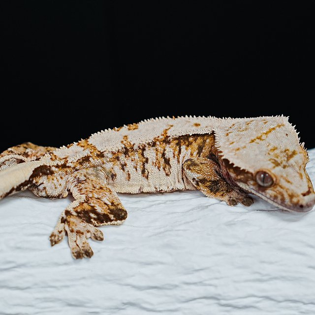 Tri Extreme Harlequin