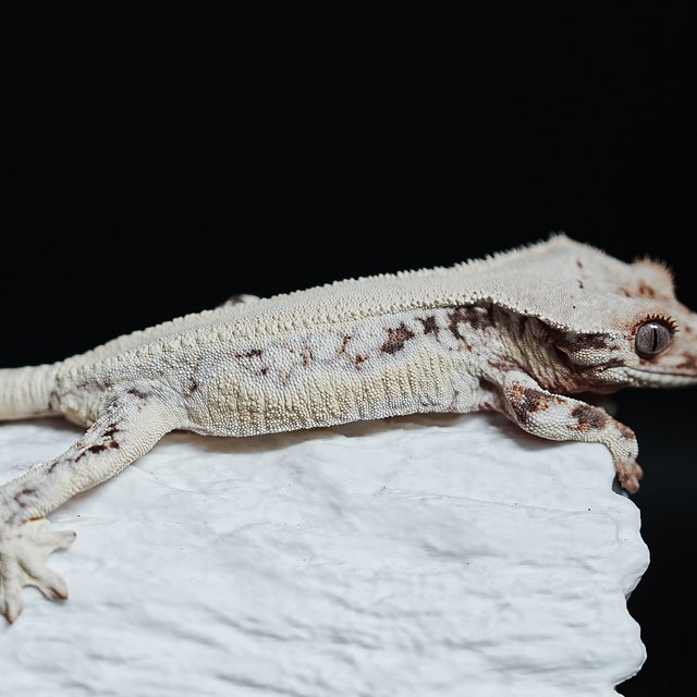 풀핀 솔리드백 릴리화이트