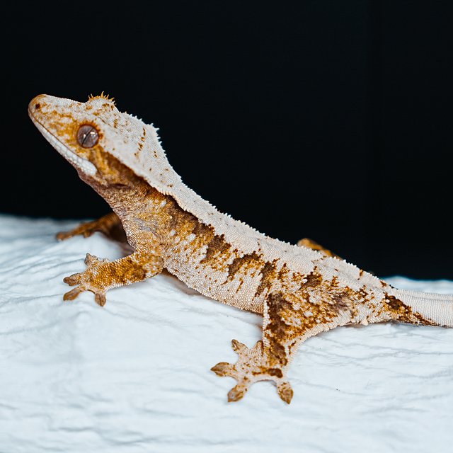 Tri Extreme Harlequin