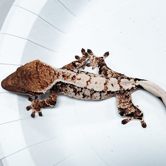 Tri Extreme Harlequin