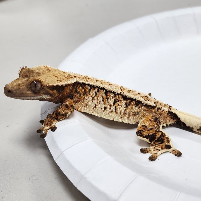 Tri Extreme Harlequin