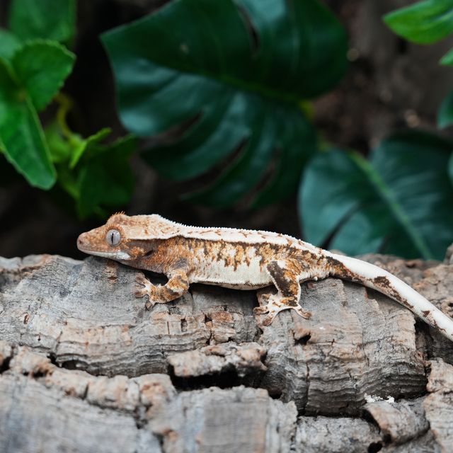 Tri Extreme Harlequin