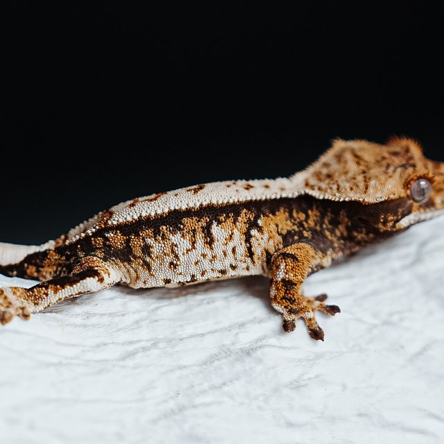 트라이 익스트림할리퀸