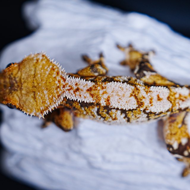 Tri Extreme Harlequin