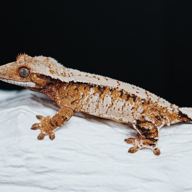 Tri Extreme Harlequin