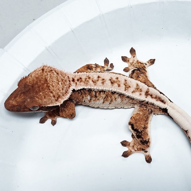 Tri Extreme Harlequin
