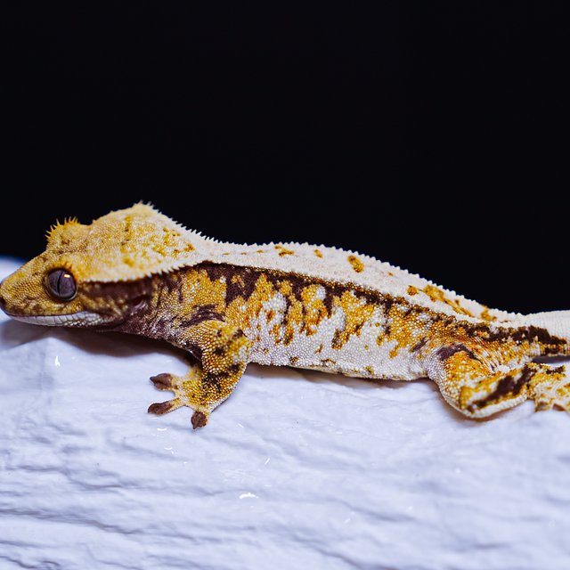 Tri Extreme Harlequin