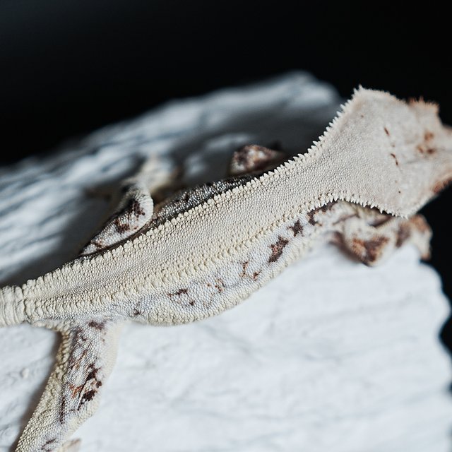 풀핀 솔리드백 릴리화이트