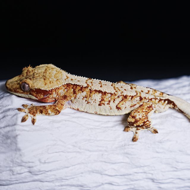 Tri Extreme Harlequin