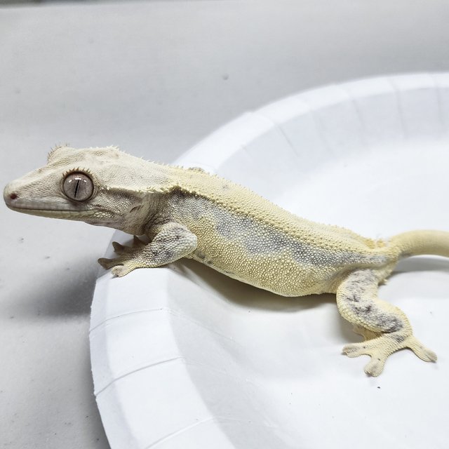 Full Pinstripe Lilly White