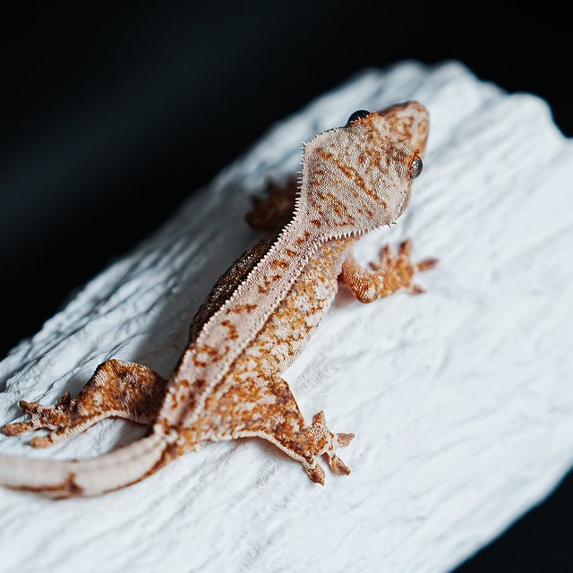 Tri Extreme Harlequin