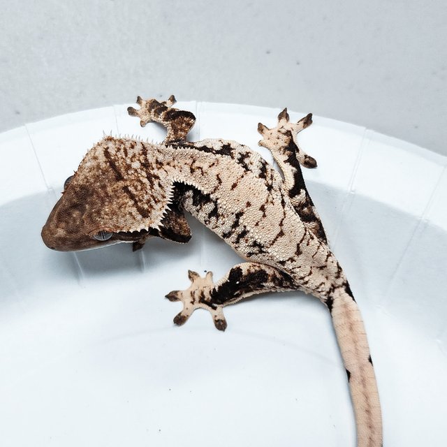 Tri Extreme Harlequin