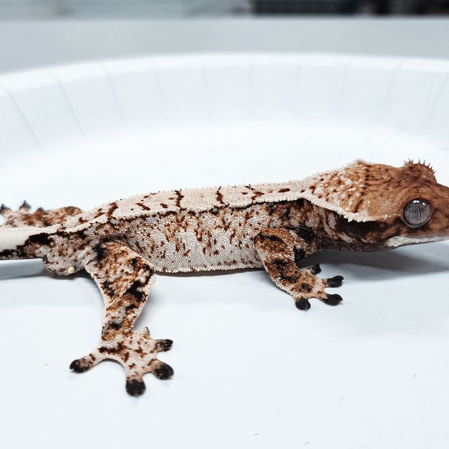 Tri Extreme Harlequin