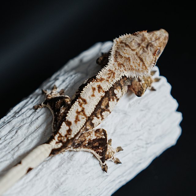 트라이 익스트림할리퀸