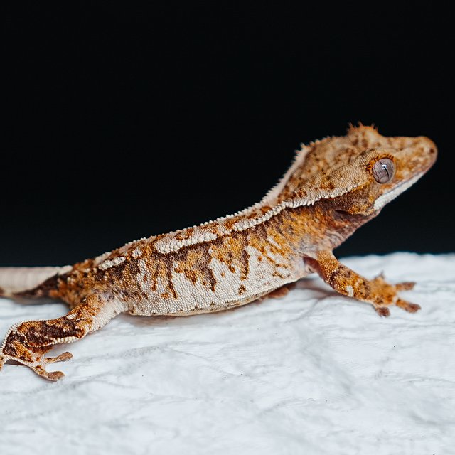 트라이 익스트림할리퀸