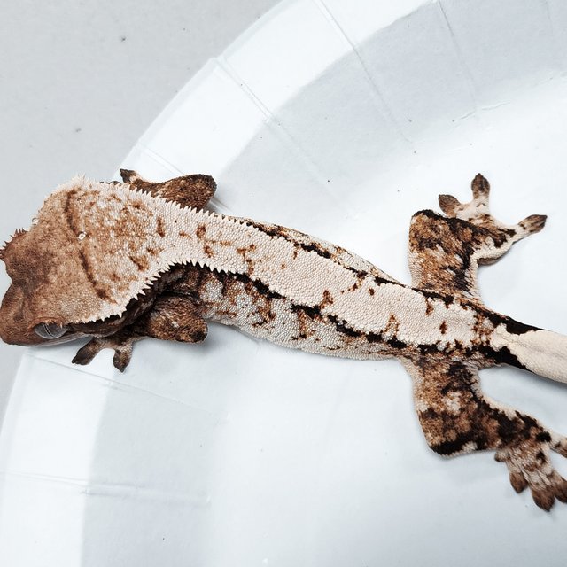 Tri Extreme Harlequin
