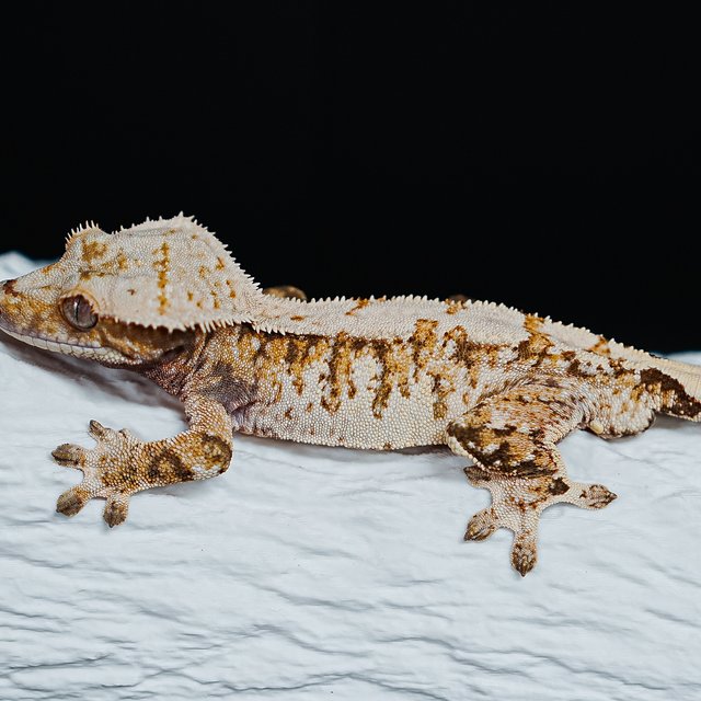 Tri Extreme Harlequin