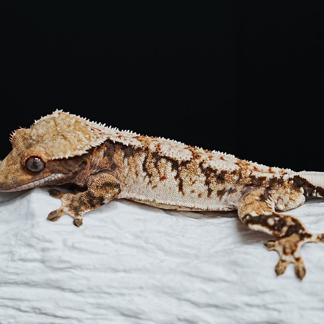 트라이 익스트림할리퀸