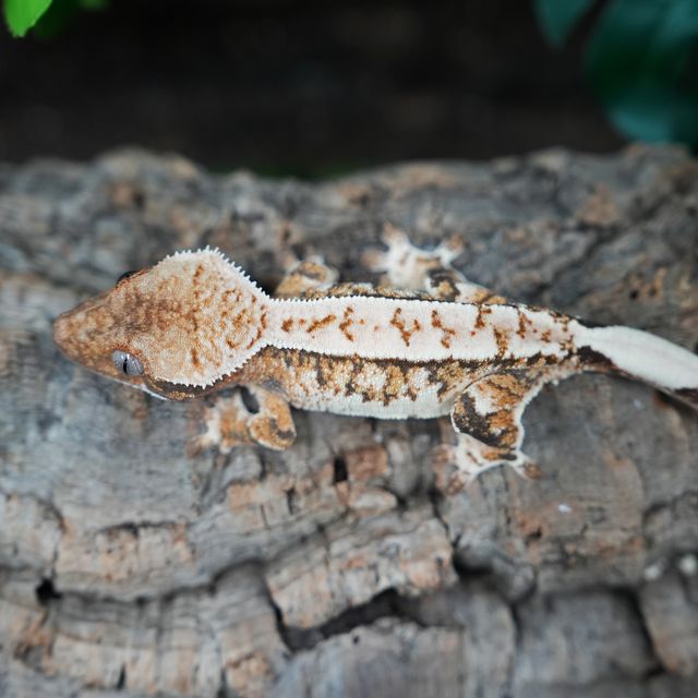 Tri Extreme Harlequin