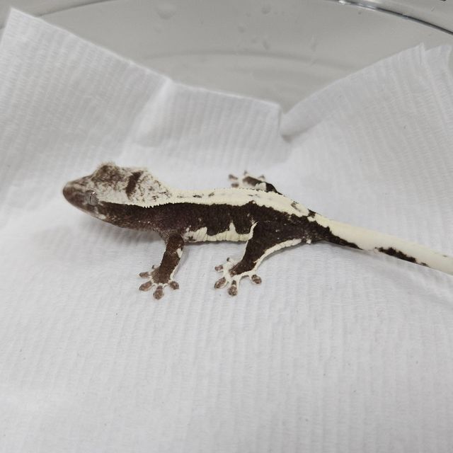 릴잔틱
