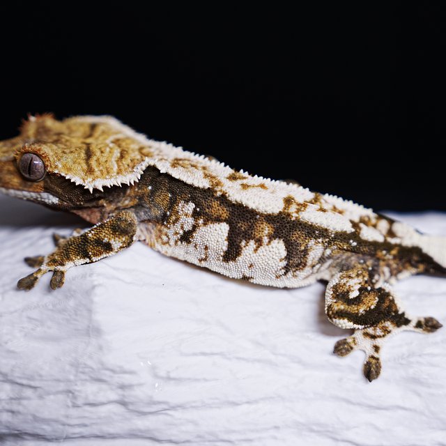 Extreme Harlequin Tri