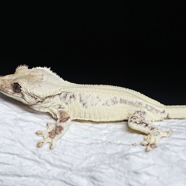 풀핀 솔리드백 릴리화이트