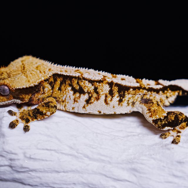 Tri Extreme Harlequin