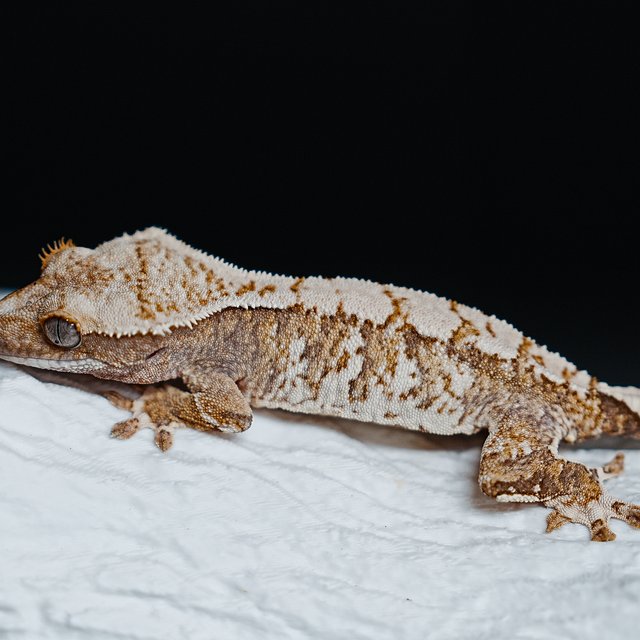 트라이 익스트림할리퀸