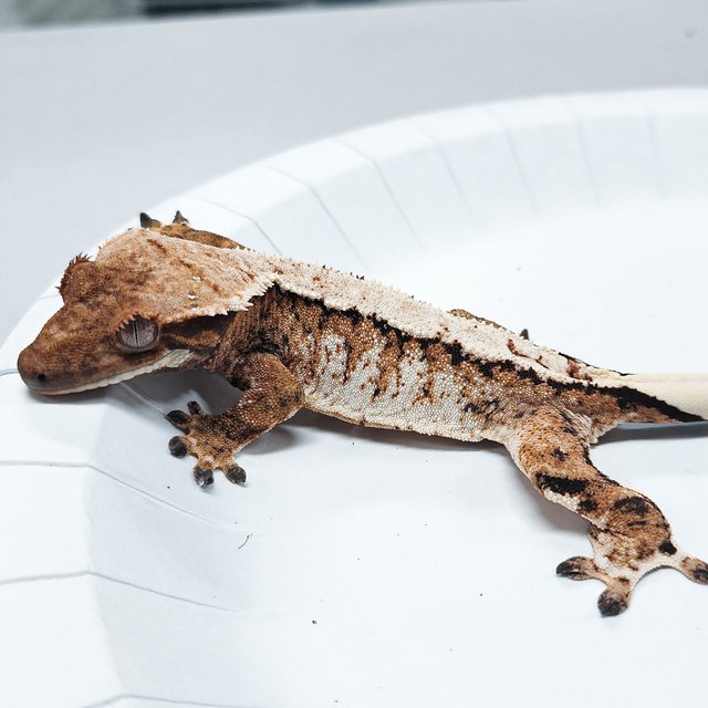 Tri Extreme Harlequin