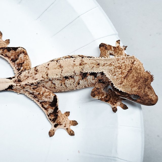 Tri Extreme Harlequin