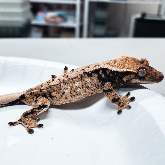 Tri Extreme Harlequin