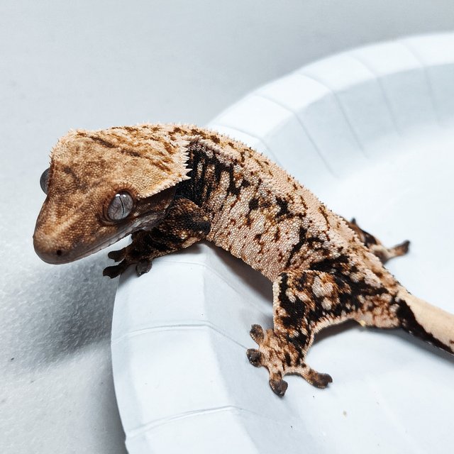 Tri Extreme Harlequin