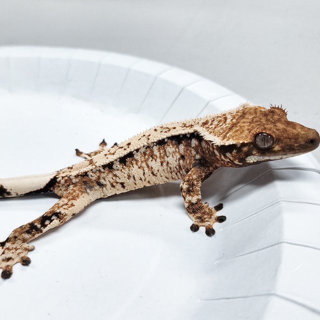 Tri Extreme Harlequin