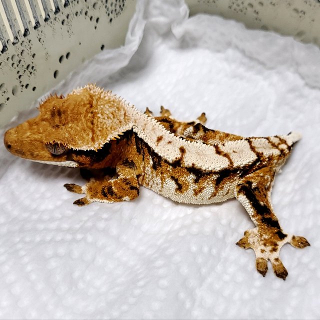 트라이 익스트림할리퀸