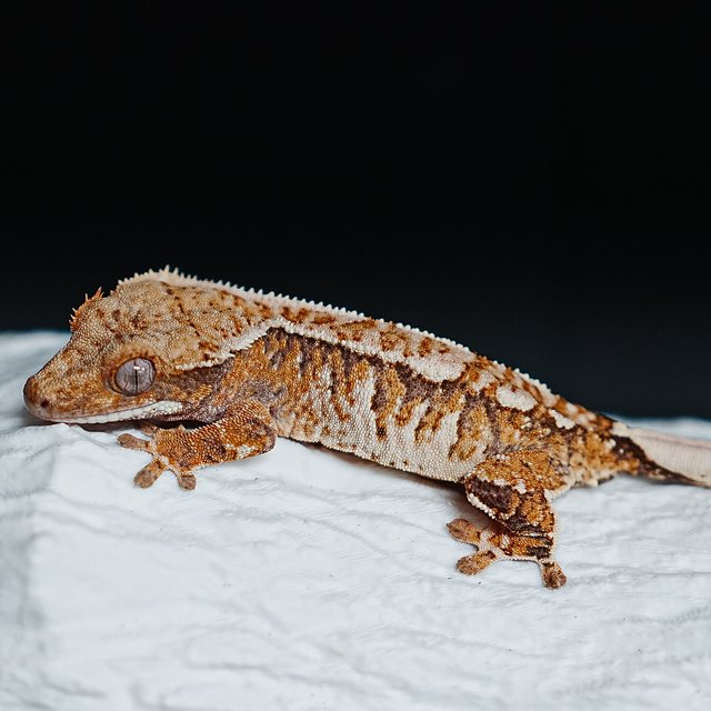 트라이 익스트림할리퀸