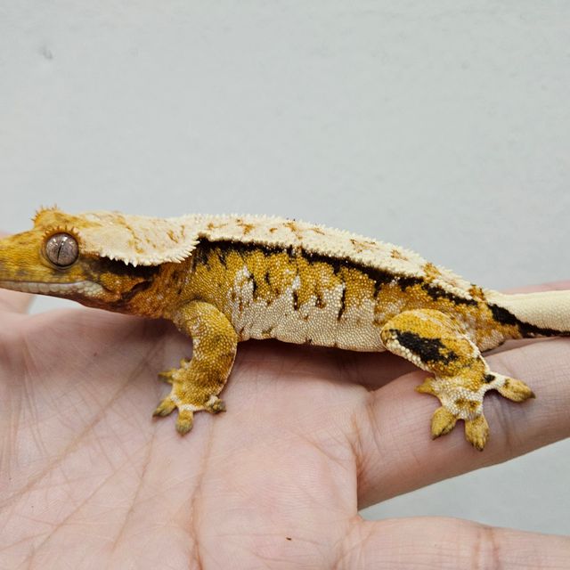트라이