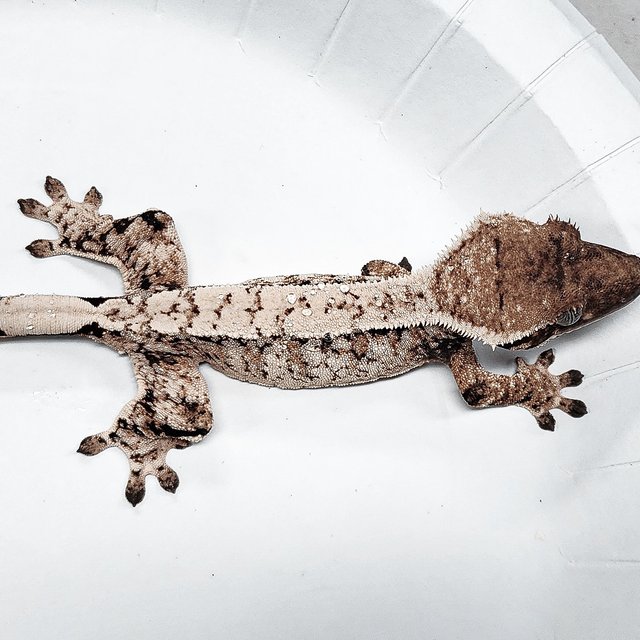 Tri Extreme Harlequin