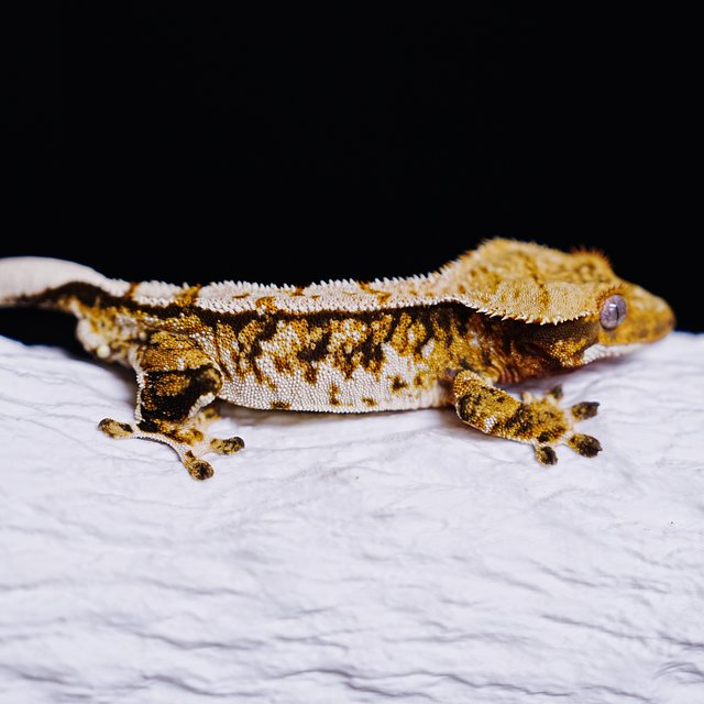 Tri Extreme Harlequin